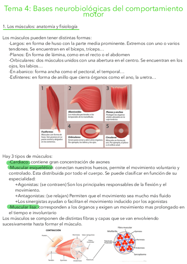 Miniatura del documento Tema-4-Bases-neurobiologicas-del-comportamiento-motor.pdf