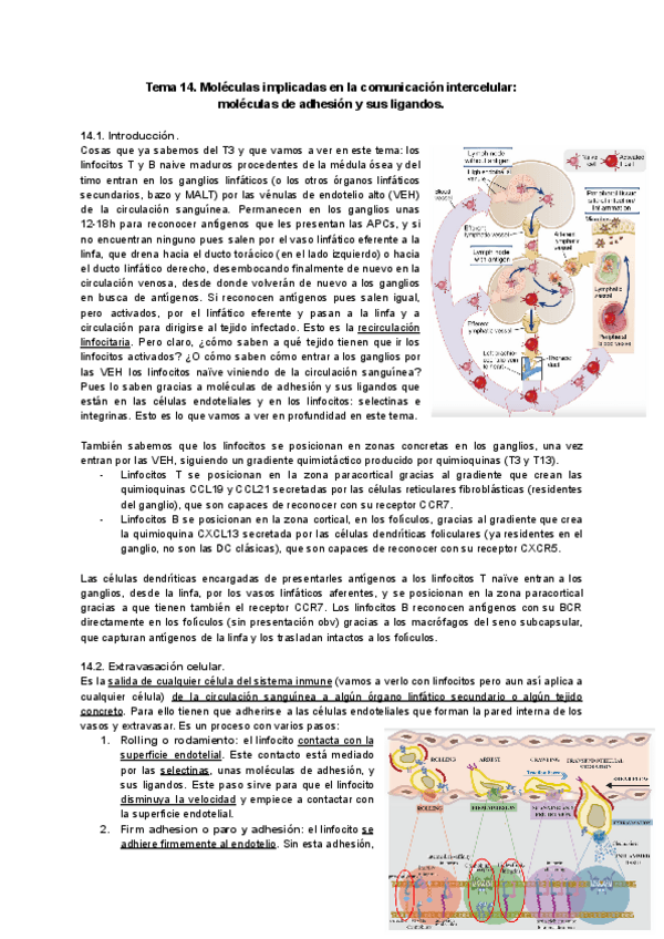 Miniatura del documento Tema-14-Inmuno.pdf