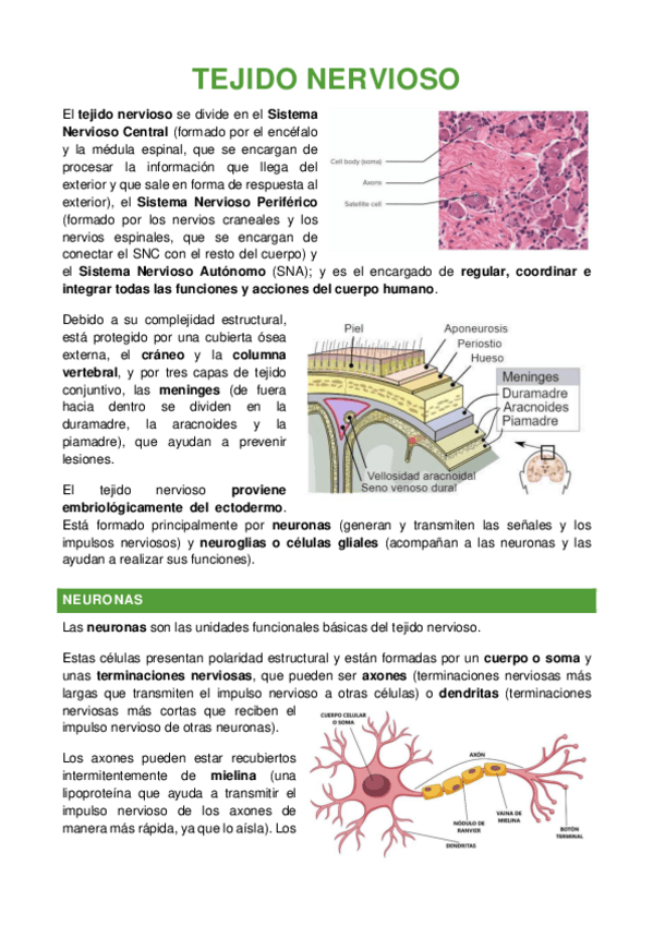 Miniatura del documento TEJIDO-NERVIOSO.pdf