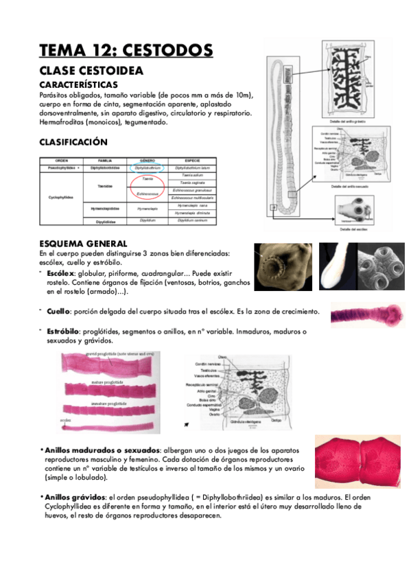 Miniatura del documento TEMA-12-CESTODOS-2.pdf