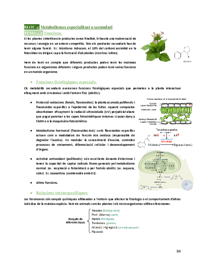 Miniatura del documento BLOC-IVT4.2FuncionsFisiologia-Vegetalcurs25-26.pdf
