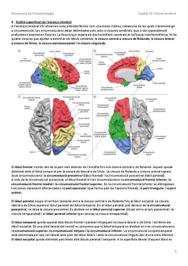 Miniatura del documento Resum Capítol 15.pdf