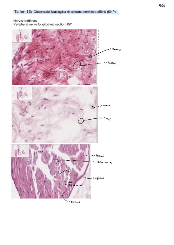 Miniatura del documento Taller-13.pdf
