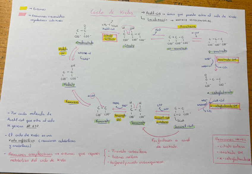 Miniatura del documento Esquema-ciclo-de-krebs.jpeg