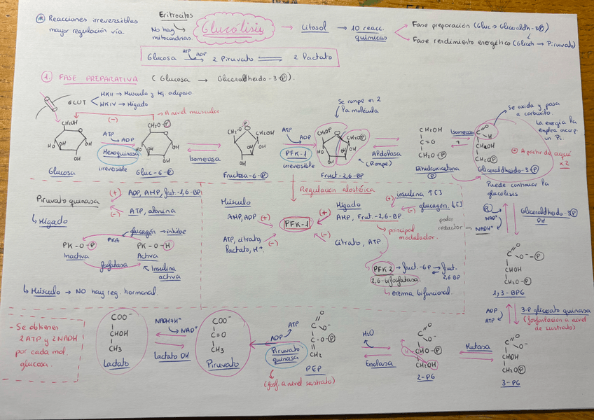 Miniatura del documento Esquema-glucolisis.jpeg