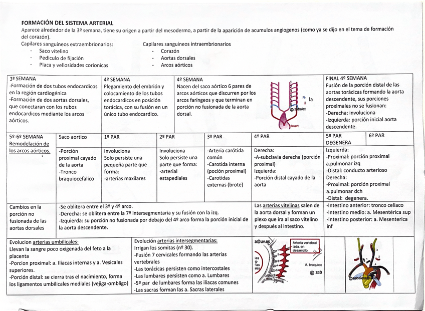 Miniatura del documento Tablas-formación-sistema-arterial-y-venoso.pdf.pdf.pdf