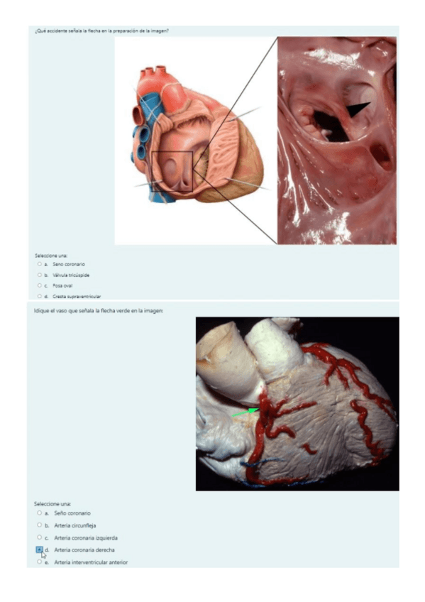 Miniatura del documento Imagenes-todos-los-ciclos-anatomia-I.pdf