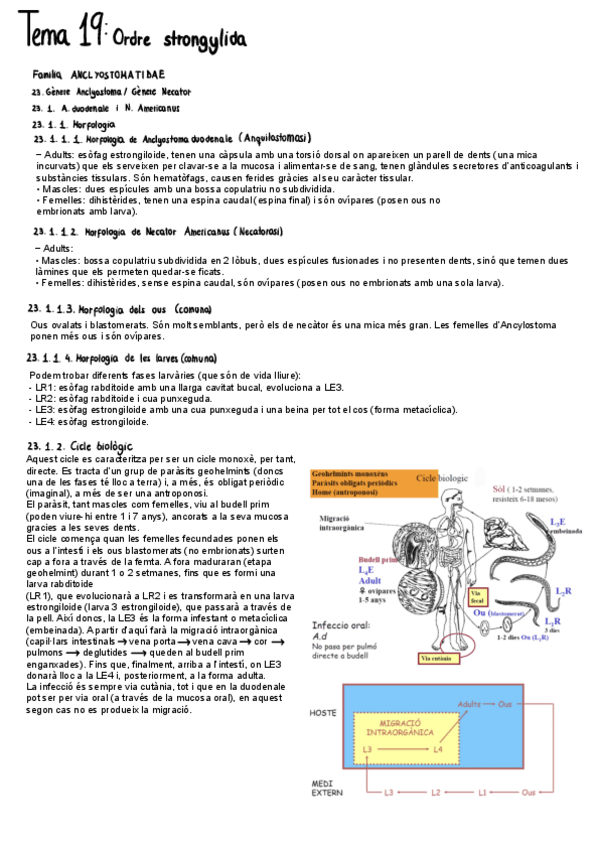 Miniatura del documento Tema-19.pdf