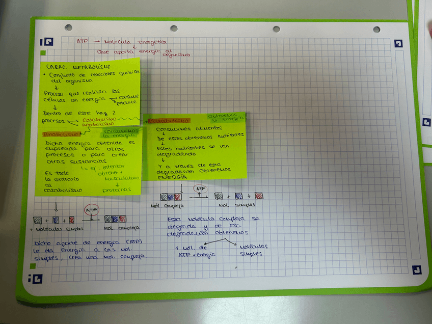 Miniatura del documento INTRODUCCION-METABOLISMO.jpeg
