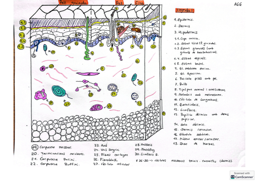 Miniatura del documento Pell-dibuix-complet.pdf