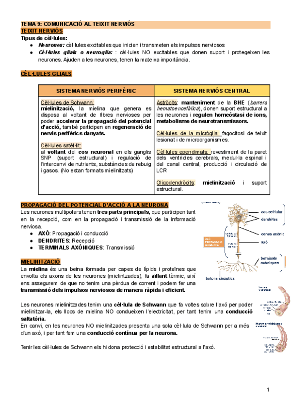Miniatura del documento Tema-9-Comunicacio-al-teixit-nervios.pdf