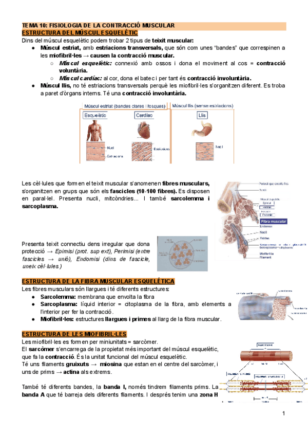 Miniatura del documento Tema-10-Fisiologia-de-la-contraccio-muscular.pdf