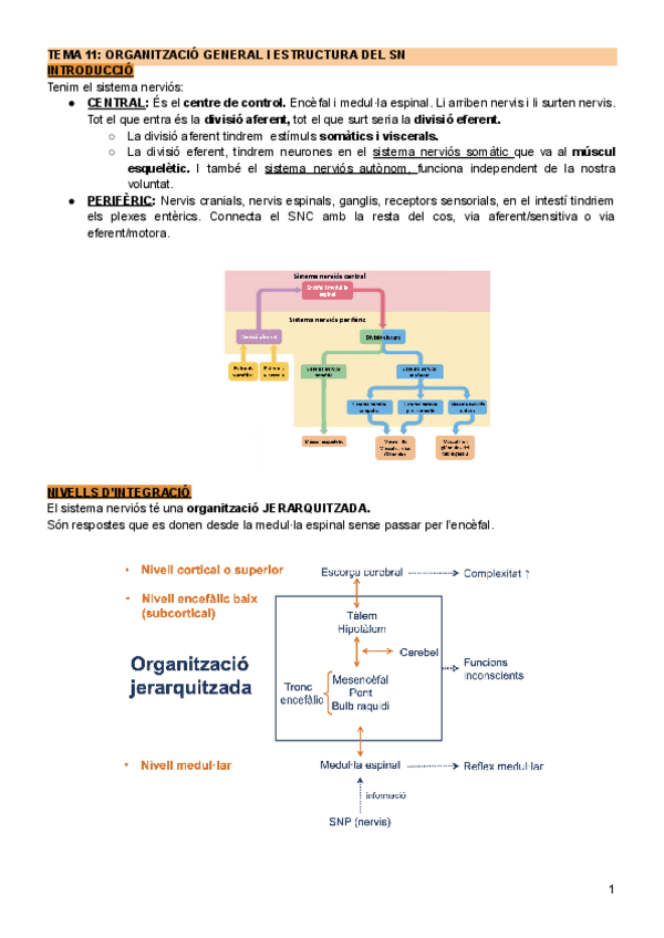 Miniatura del documento Tema-11-Organitzacio-general-i-estructura-del-SN.pdf