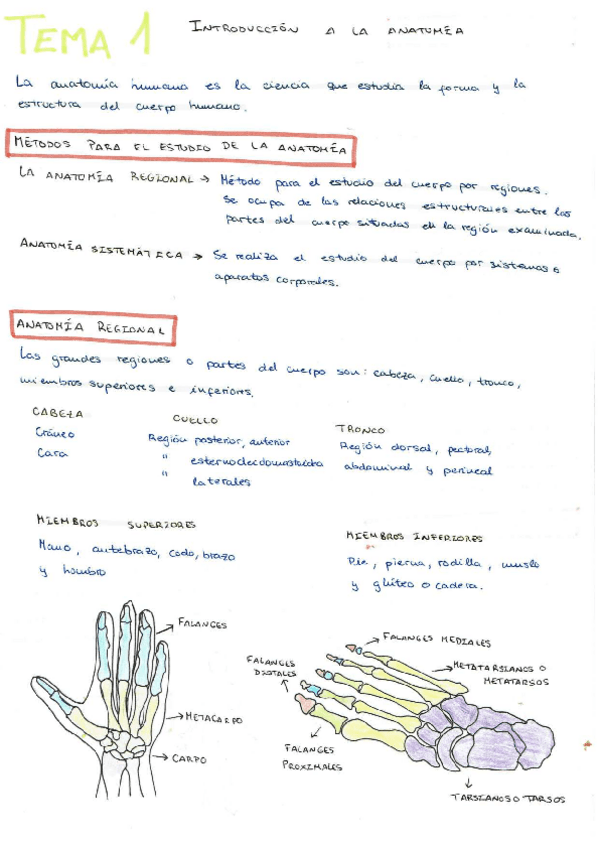Miniatura del documento ANATOMIA-1-CAFYD.pdf