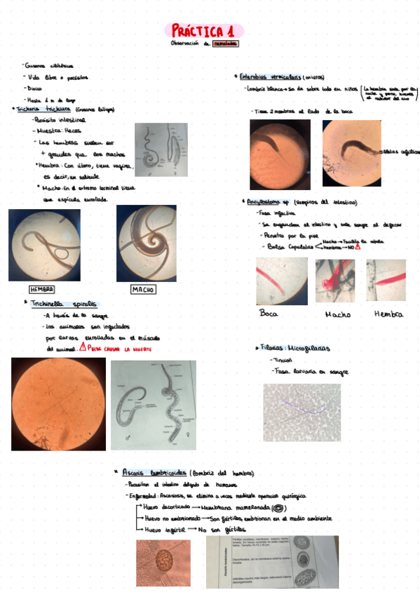 Miniatura del documento Practicas-Parasitologia-Andres.pdf