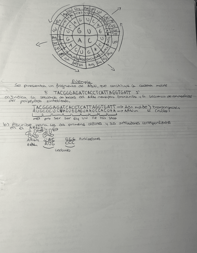 Miniatura del documento IMG0518.jpeg