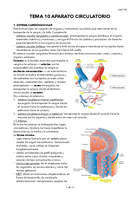 Miniatura del documento TEMA-10-APARATO-CIRCULATORIO.pdf