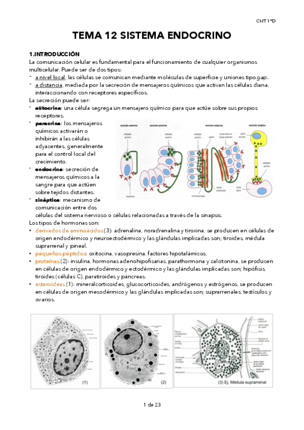 Miniatura del documento TEMA-12-SISTEMA-ENDOCRINO.pdf