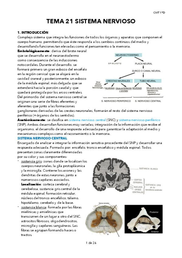 Miniatura del documento TEMA-21-SISTEMA-NERVIOSO.pdf