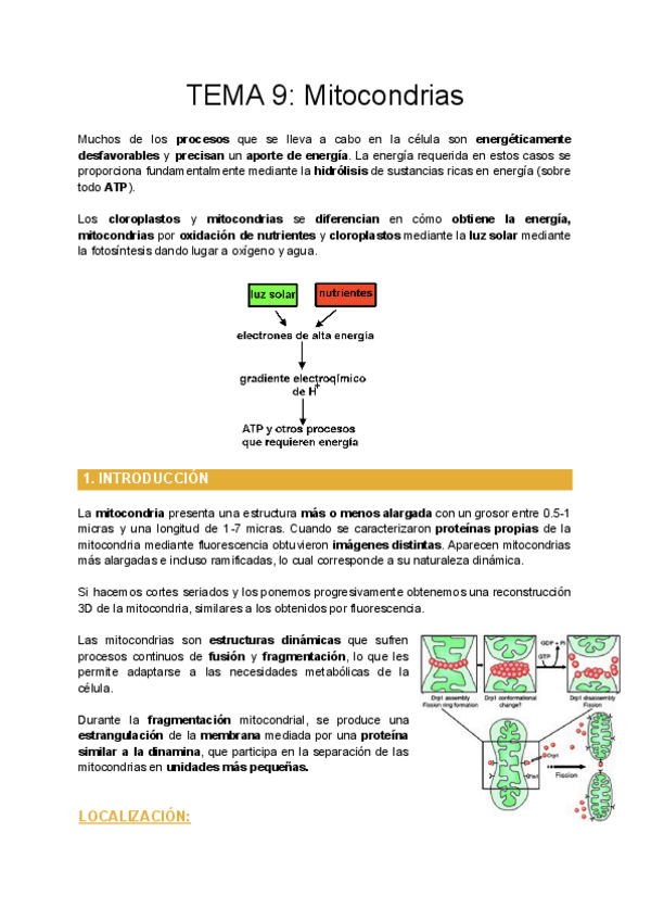 Miniatura del documento TEMA-9-Mitocondrias.pdf