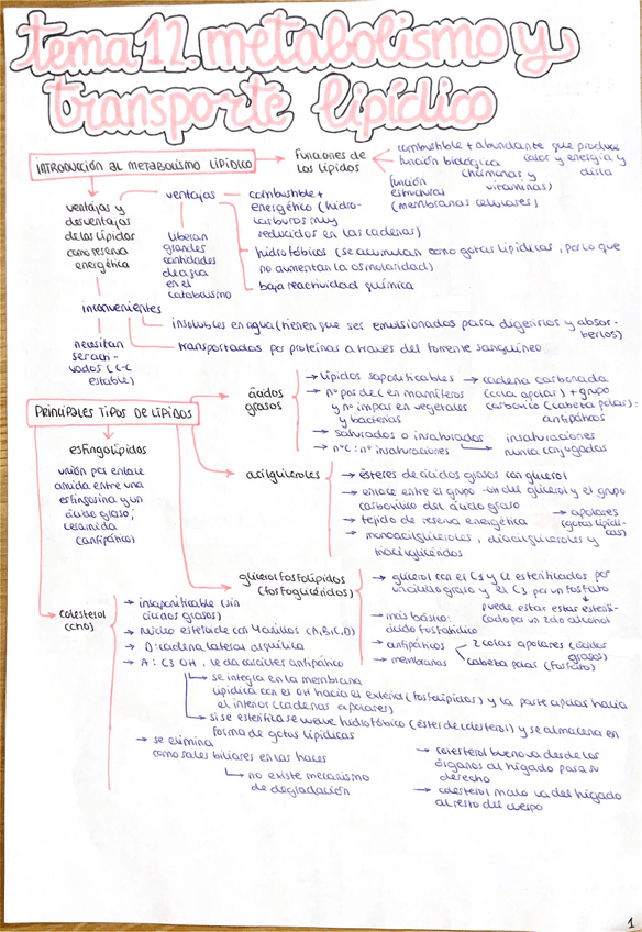 Miniatura del documento Esquema-tema-12-bioquimica.pdf