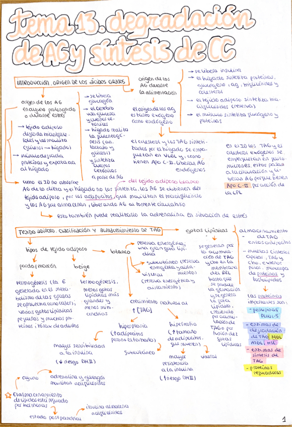 Miniatura del documento Esquema-tema-13-bioquimica.pdf