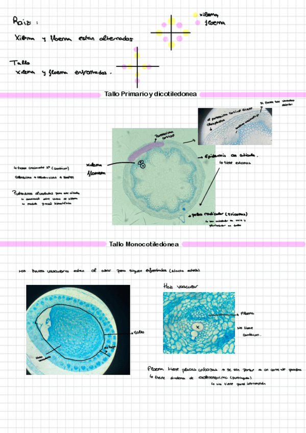 Miniatura del documento Practica-3.pdf