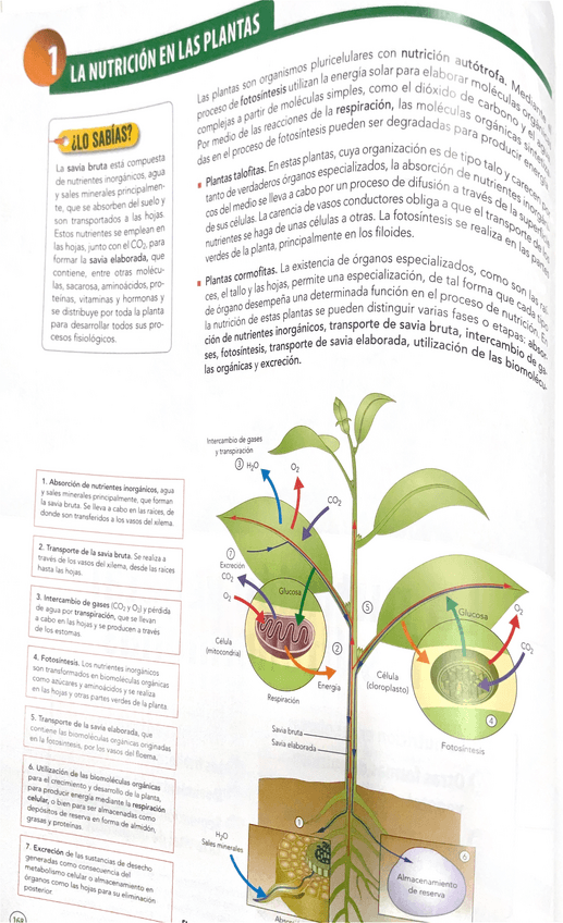 Miniatura del documento Plantas.pdf