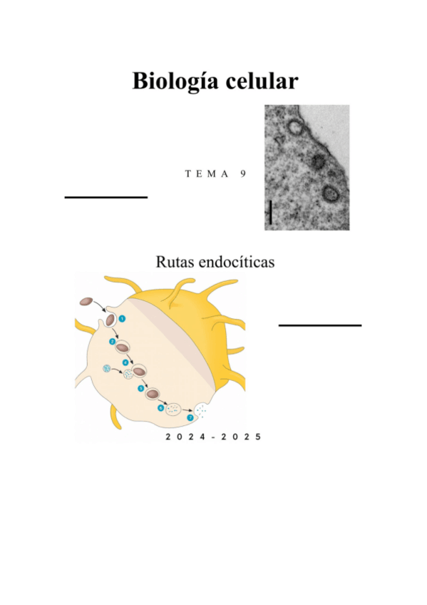 Miniatura del documento Tema-9-Rutas-endociticas.pdf