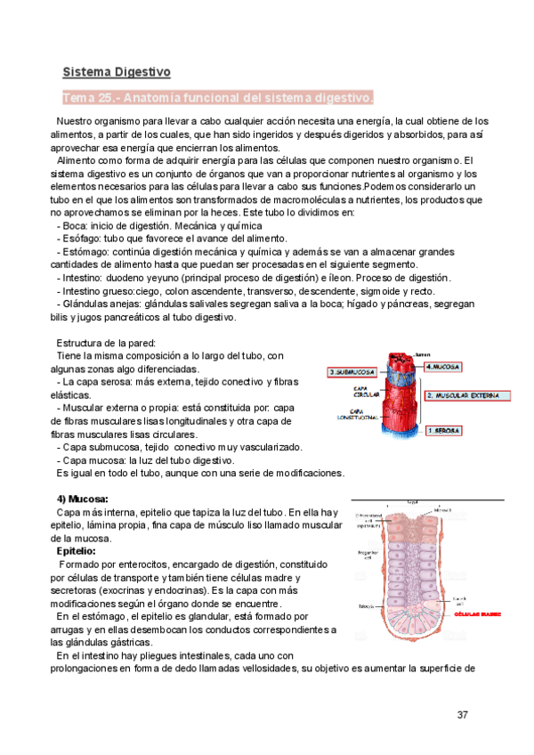 Miniatura del documento BANY-II-Digestivo.pdf