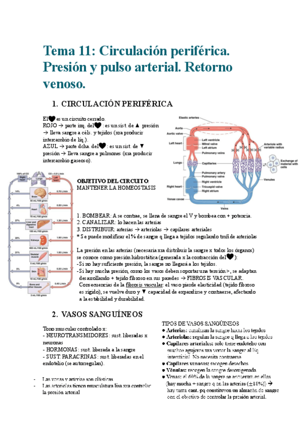 Miniatura del documento Tema-11Circulacion-periferica.-Presion-y-pulso-arterial.-Retorno-venoso.pdf