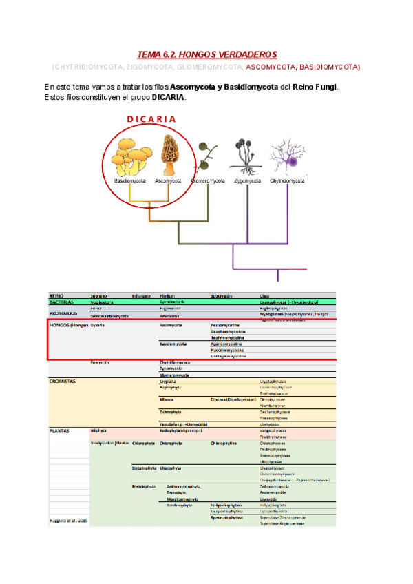 Miniatura del documento BOT T6.2. Hongos verdaderos segunda parte.pdf