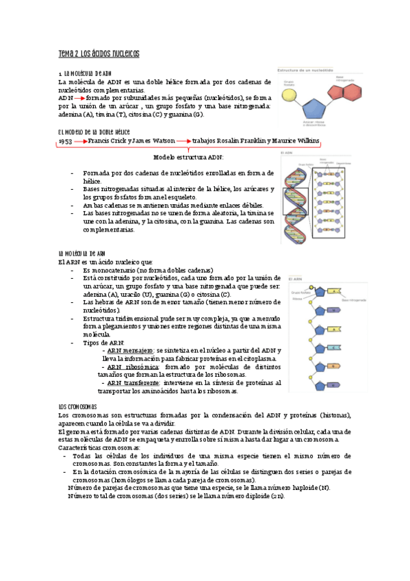 Miniatura del documento Tema-2-biologia-acidos-nucleicos.pdf