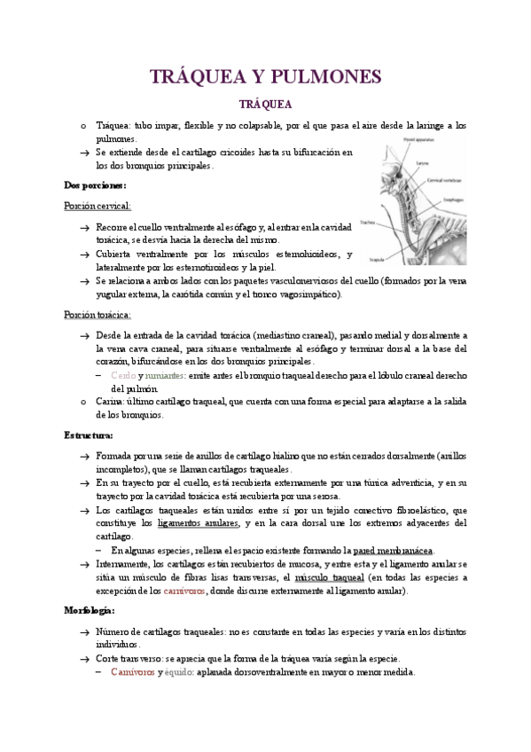 Miniatura del documento UNIDAD-21-TRAQUEA-Y-PULMONES.pdf