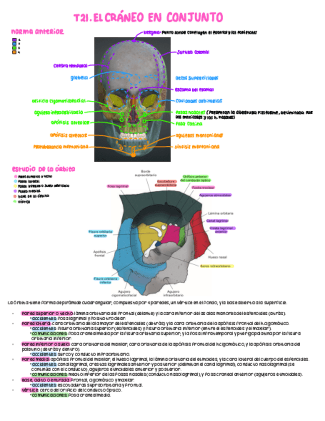 Miniatura del documento T21.-El-craneo-en-conjunto.pdf