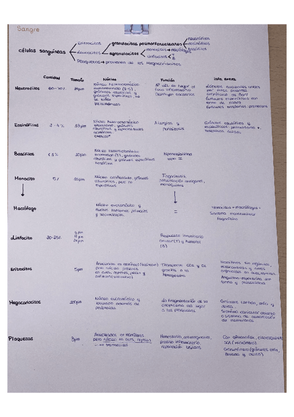 Miniatura del documento Cuadro-comparativo-celulas-de-la-sangre.pdf