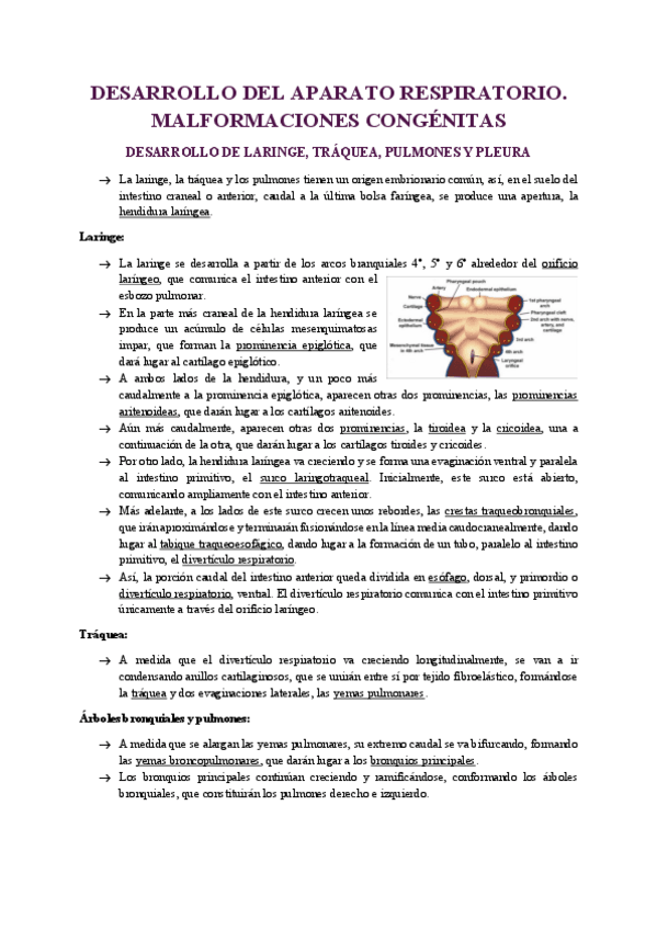 Miniatura del documento UNIDAD-22-DESARROLLO-DEL-APARATO-RESPIRATORIO-Y-MALFORMACIONES-CONGENITAS.pdf