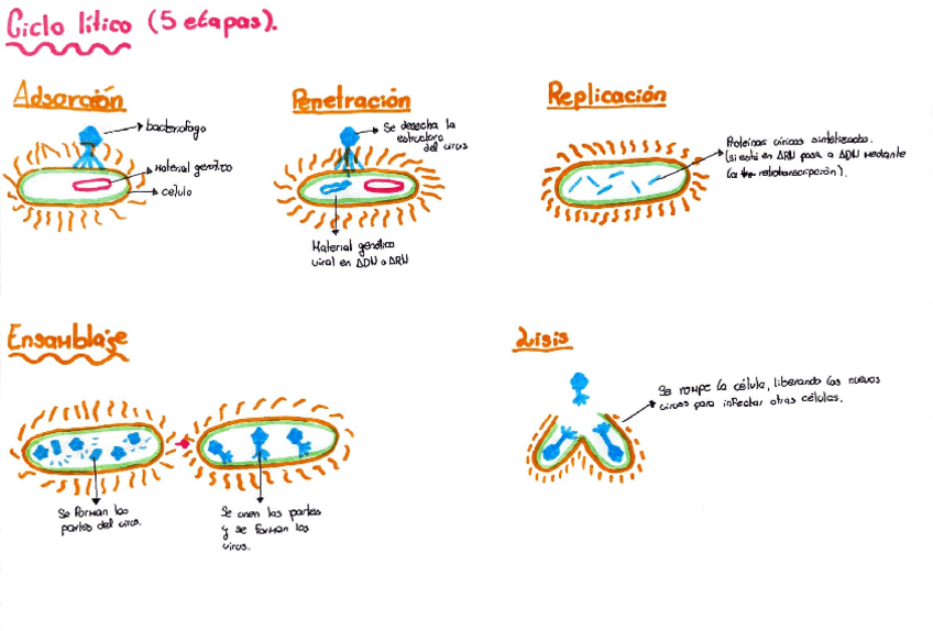 Miniatura del documento ciclo-litico-y-lisogenico-dibujo.pdf