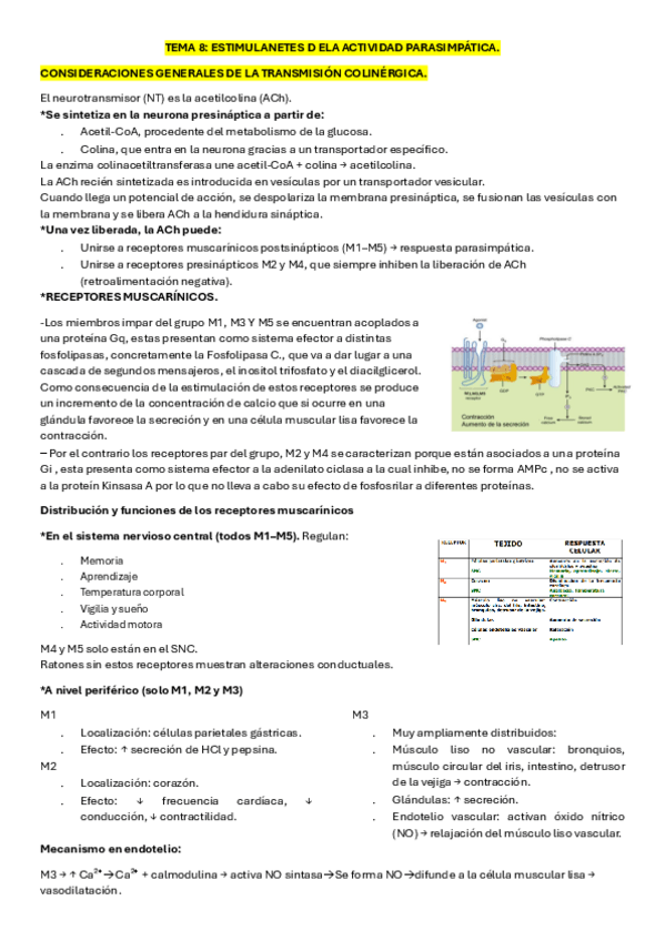 Miniatura del documento TEMA-8-ESTIMULANTES-DE-LA-ACTIVIDAD-PARASIMPATICA.pdf