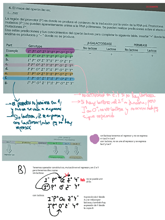 Miniatura del documento problemas-resueltos-de-operones.pdf