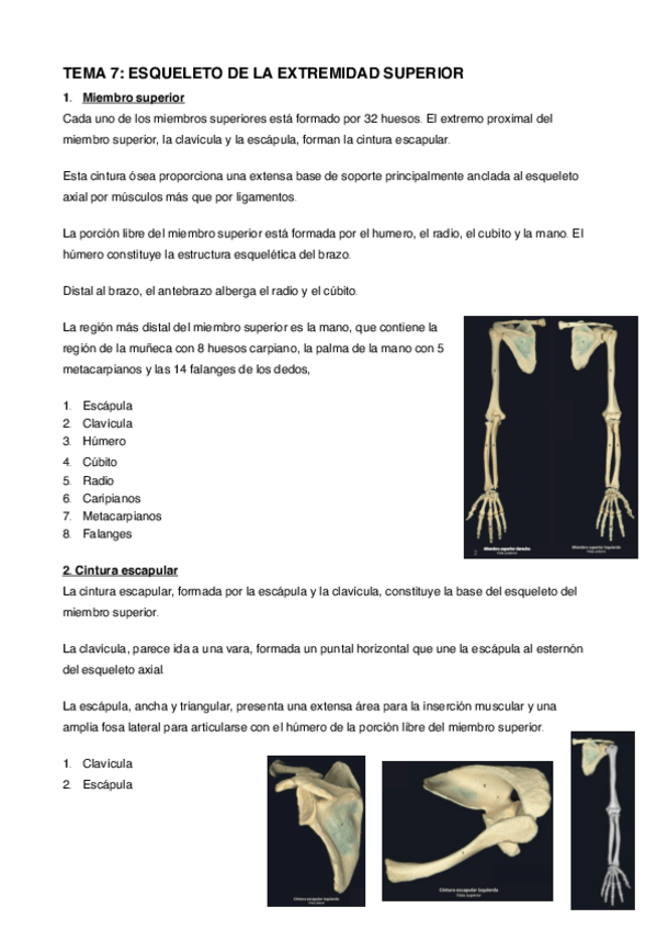 Miniatura del documento Anatomia-7-y-8.pdf