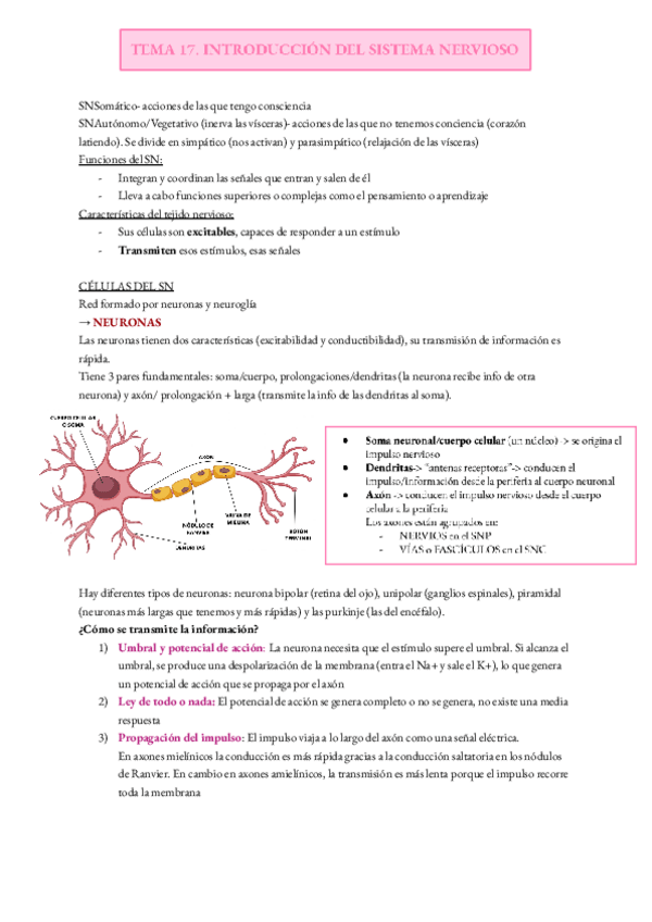 Miniatura del documento TEMA-17.-Introduccion-del-sistema-nervioso.pdf