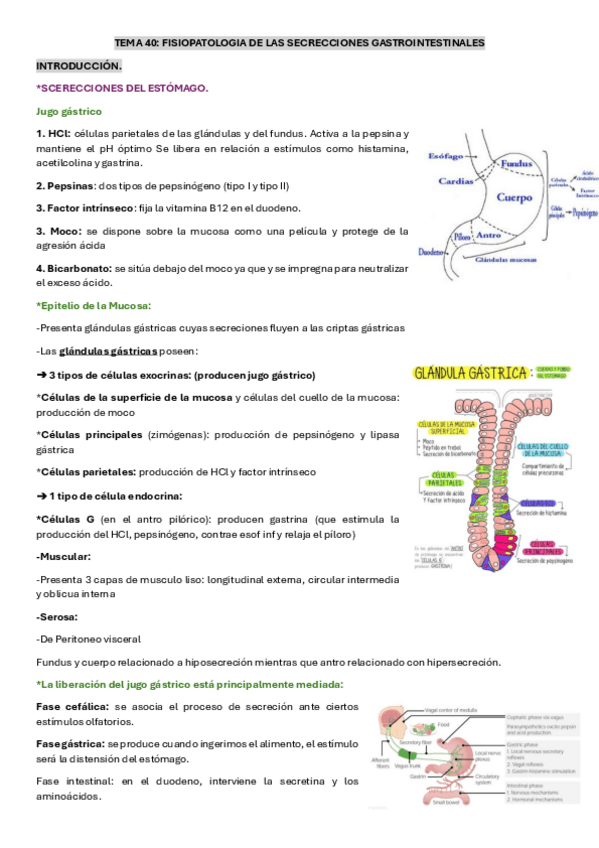 Miniatura del documento TEMA-40-FP-TRASTORNOS-DE-LAS-SECRECCIONES-GASTROINTESTINALES.pdf