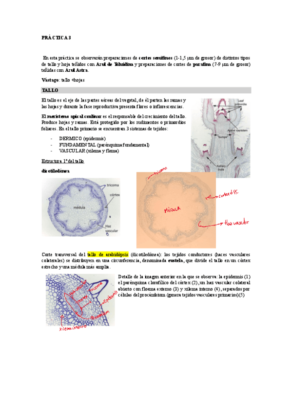 Miniatura del documento Practica-3.pdf