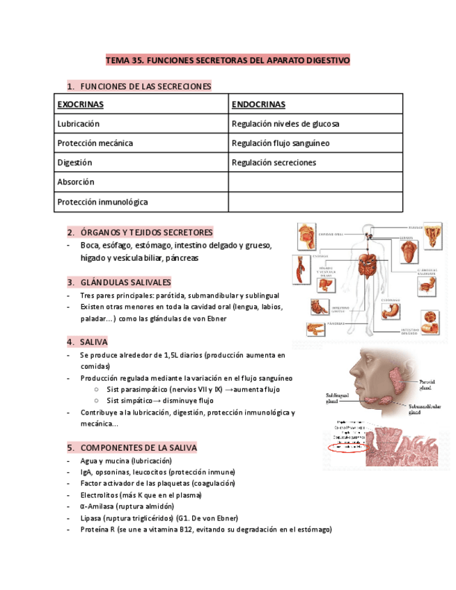 Miniatura del documento t35-funciones-secretoras-del-aparato-digestivo.pdf
