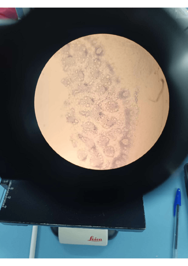 Miniatura del documento Fotospreparaciones.pdf.pdf