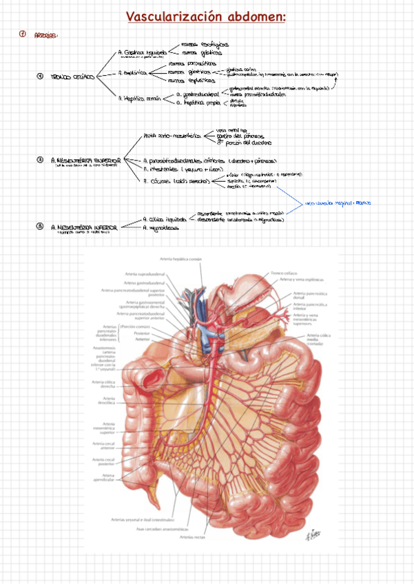 Miniatura del documento Vascularizacion-e-inervacion-abdomen.pdf