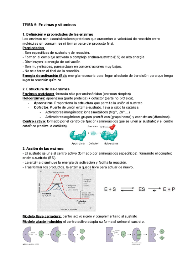 Miniatura del documento TEMA-5-Enzimas-y-vitaminas.pdf
