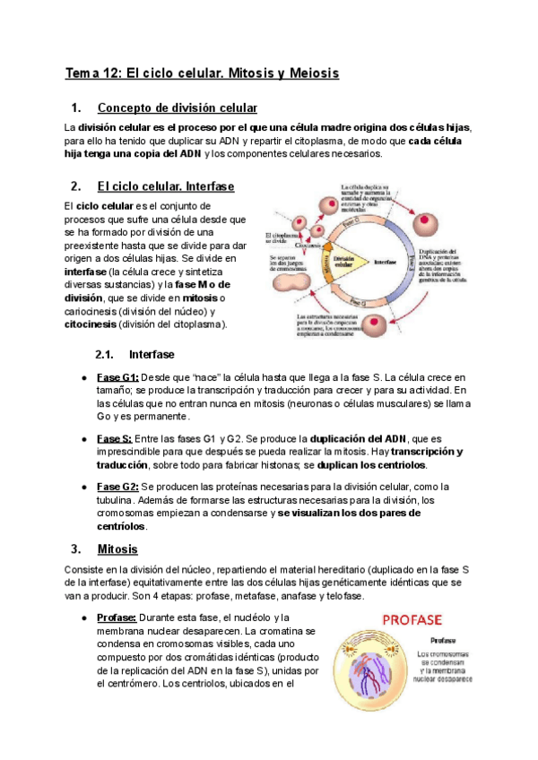 Miniatura del documento TEMA-12-El-ciclo-celular.pdf