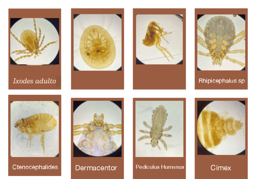 Miniatura del documento Para.-practicas.pdf